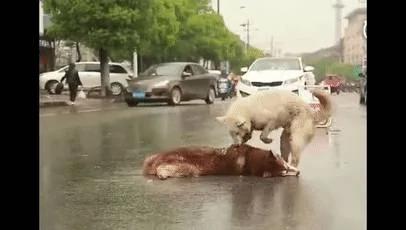 马路上 狗狗因为救不了受伤的同伴 在雨中绝望痛哭!