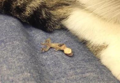睡醒时看见猫咪放到床上的东西 瞬间愣住了!