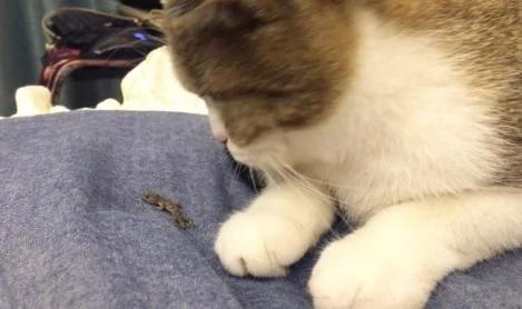 睡醒时看见猫咪放到床上的东西 瞬间愣住了!