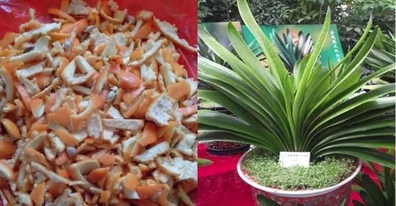 橘子皮烂苹果扔盆里 花像吃兴奋剂 疯长开花不黄叶