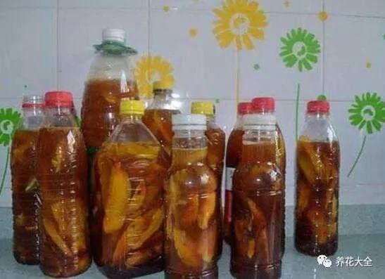 橘子皮烂苹果扔盆里 花像吃兴奋剂 疯长开花不黄叶