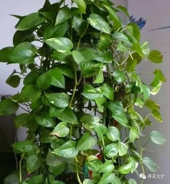 橘子皮烂苹果扔盆里 花像吃兴奋剂 疯长开花不黄叶