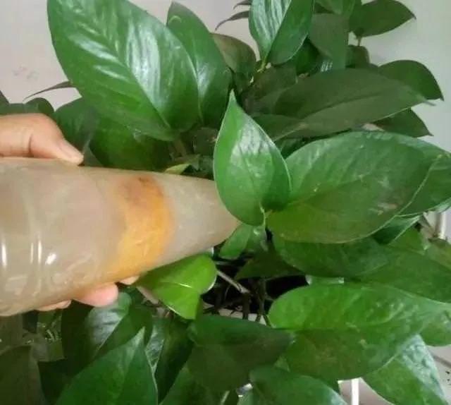 橘子皮烂苹果扔盆里 花像吃兴奋剂 疯长开花不黄叶