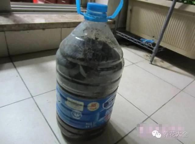 橘子皮烂苹果扔盆里 花像吃兴奋剂 疯长开花不黄叶