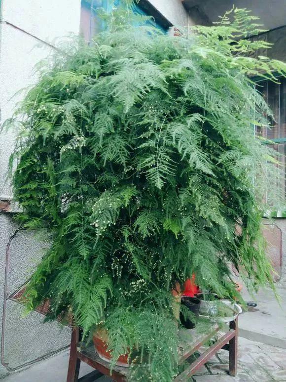 橘子皮烂苹果扔盆里 花像吃兴奋剂 疯长开花不黄叶