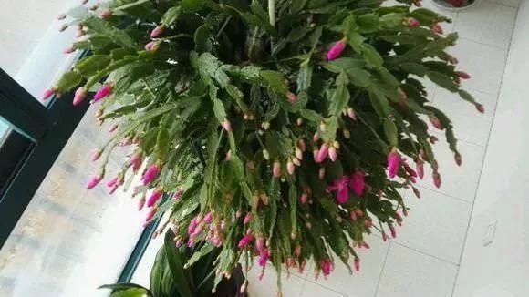 橘子皮烂苹果扔盆里 花像吃兴奋剂 疯长开花不黄叶