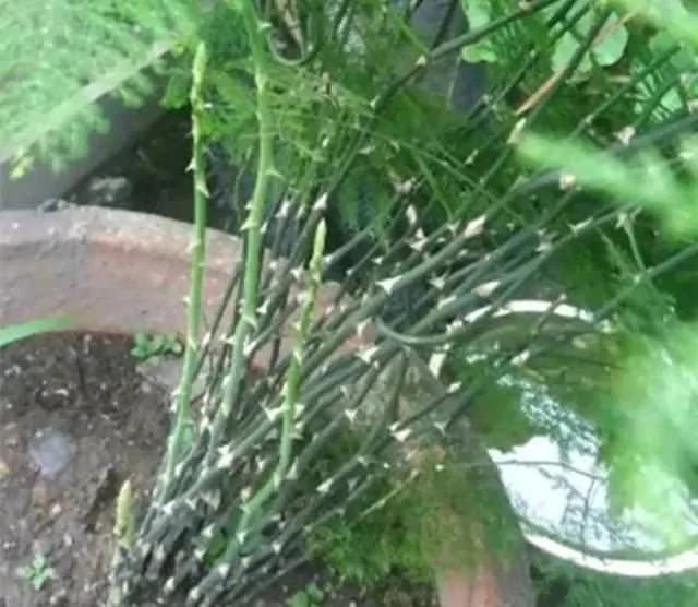 橘子皮烂苹果扔盆里 花像吃兴奋剂 疯长开花不黄叶