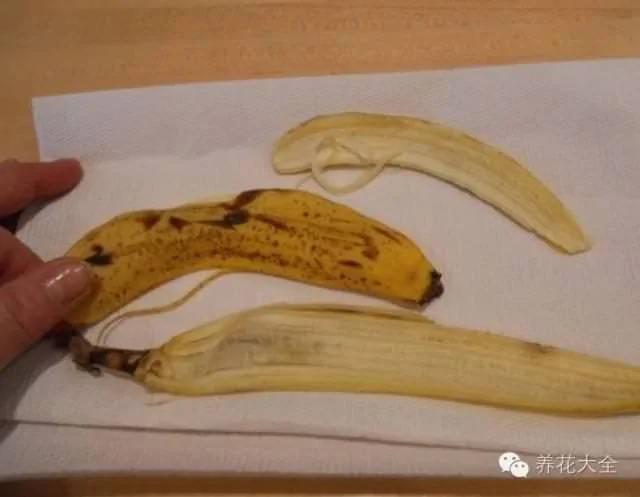橘子皮烂苹果扔盆里 花像吃兴奋剂 疯长开花不黄叶