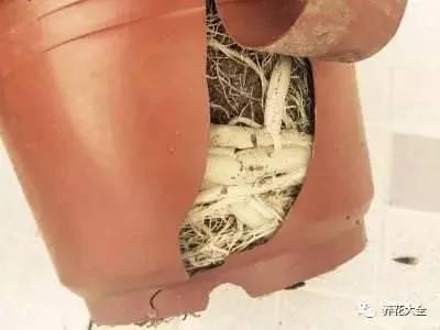 橘子皮烂苹果扔盆里 花像吃兴奋剂 疯长开花不黄叶