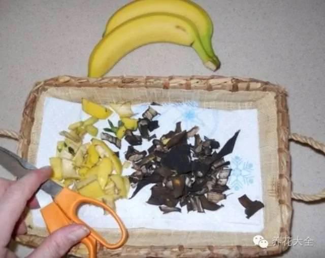 橘子皮烂苹果扔盆里 花像吃兴奋剂 疯长开花不黄叶
