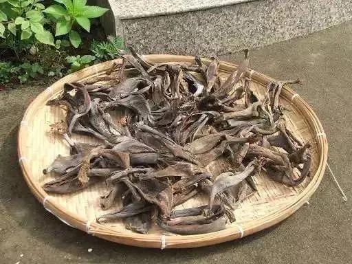 橘子皮烂苹果扔盆里 花像吃兴奋剂 疯长开花不黄叶