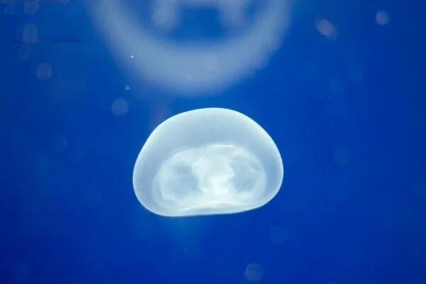 地球上唯一不死生物 你肯定见过