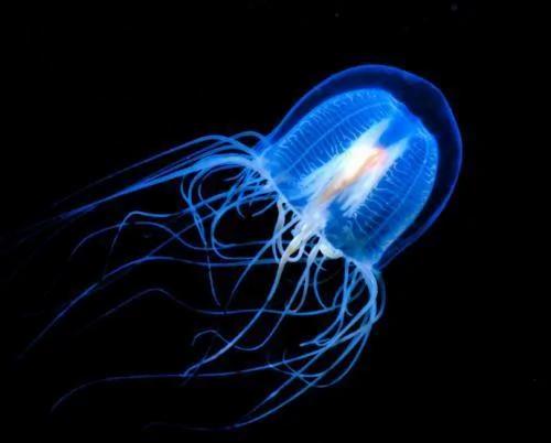 地球上唯一不死生物 你肯定见过