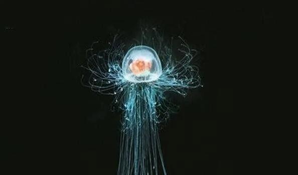地球上唯一不死生物 你肯定见过