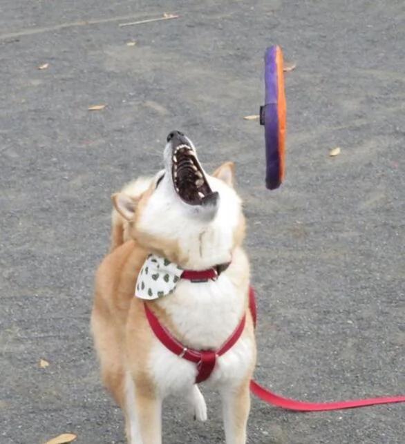 带柴犬去公园玩飞盘 没想到 周围人一点都不忌讳的哈哈大笑!