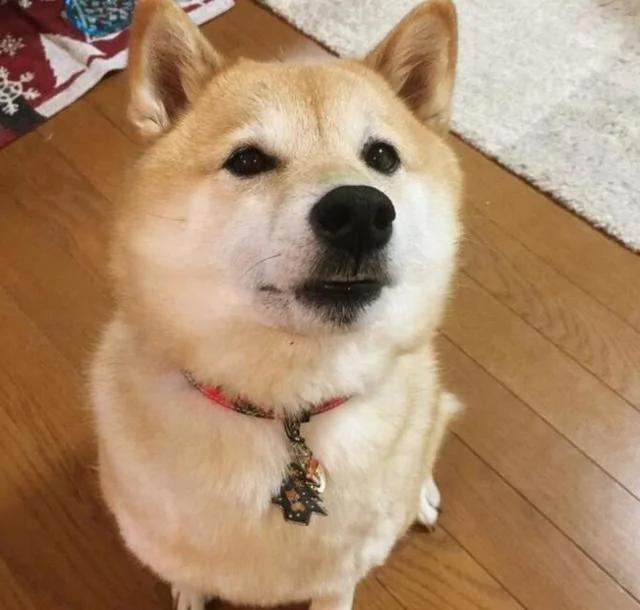带柴犬去公园玩飞盘 没想到 周围人一点都不忌讳的哈哈大笑!