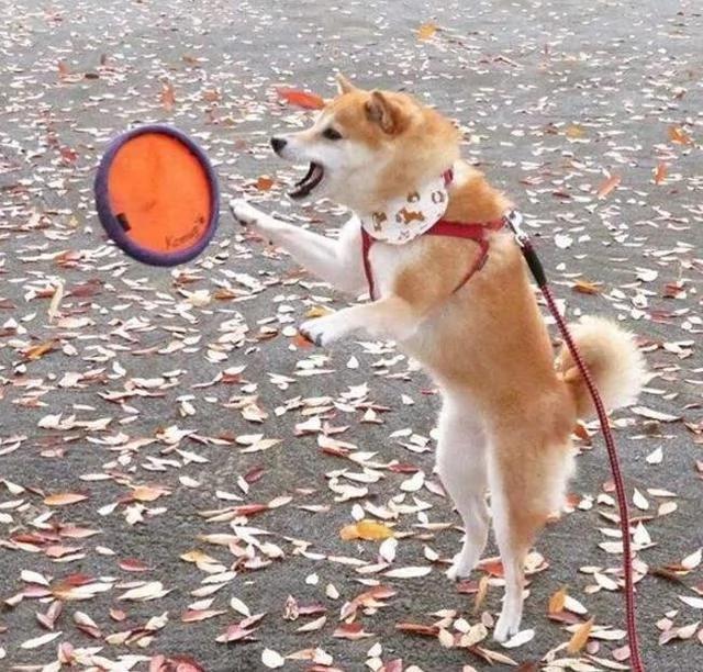 带柴犬去公园玩飞盘 没想到 周围人一点都不忌讳的哈哈大笑!