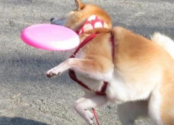 带柴犬去公园玩飞盘 没想到 周围人一点都不忌讳的哈哈大笑!