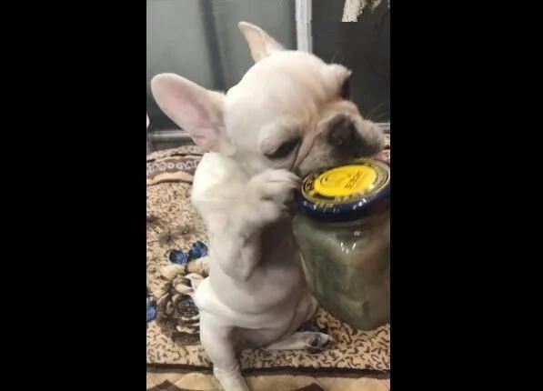 这只狗狗喜欢吃臭豆腐 当见到臭豆腐时 口水直流！