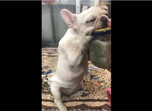 这只狗狗喜欢吃臭豆腐 当见到臭豆腐时 口水直流！