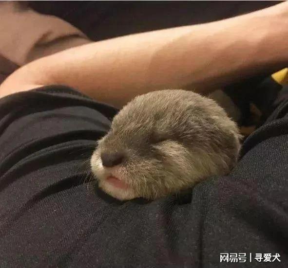 外国夫妇养了一只水獭宝宝当宠物 表情简直萌翻了!