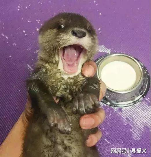 外国夫妇养了一只水獭宝宝当宠物 表情简直萌翻了!
