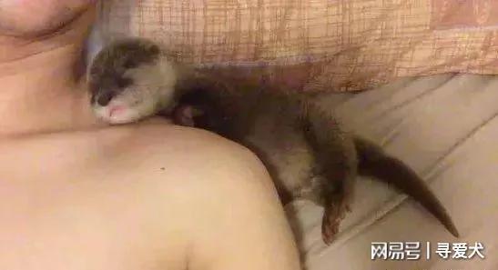 外国夫妇养了一只水獭宝宝当宠物 表情简直萌翻了!