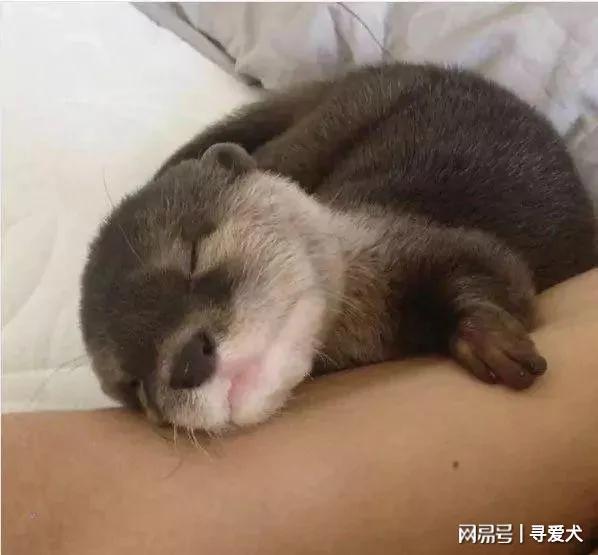 外国夫妇养了一只水獭宝宝当宠物 表情简直萌翻了!