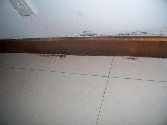 家里发现蚂蚁怎么办?不要担心 教你一招不用杀虫剂消灭蚂蚁