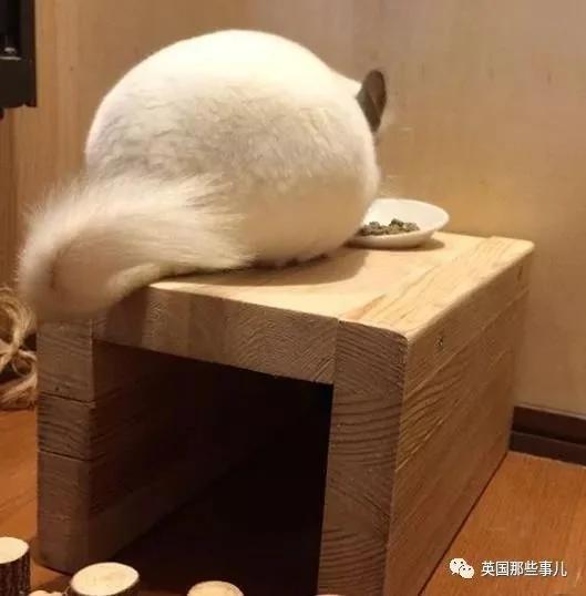 靠屁股出道 凭背影走红的小龙猫 360度无死角全是萌点哇 想捏