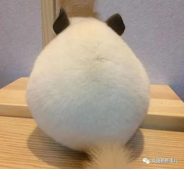 靠屁股出道 凭背影走红的小龙猫 360度无死角全是萌点哇 想捏
