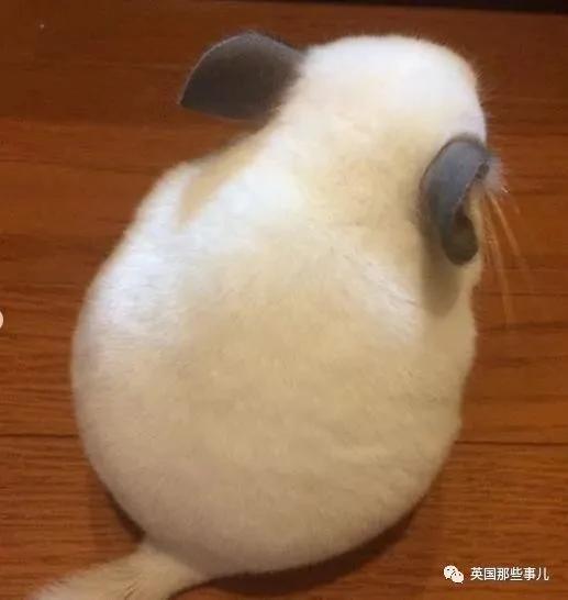 靠屁股出道 凭背影走红的小龙猫 360度无死角全是萌点哇 想捏
