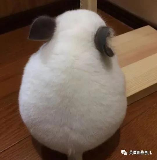 靠屁股出道 凭背影走红的小龙猫 360度无死角全是萌点哇 想捏