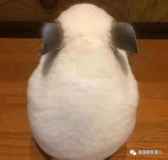 靠屁股出道 凭背影走红的小龙猫 360度无死角全是萌点哇 想捏