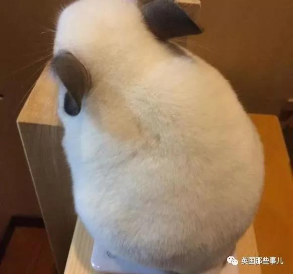 靠屁股出道 凭背影走红的小龙猫 360度无死角全是萌点哇 想捏