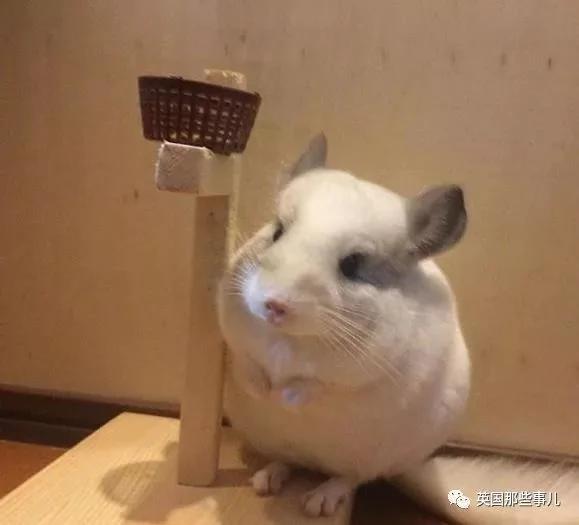 靠屁股出道 凭背影走红的小龙猫 360度无死角全是萌点哇 想捏