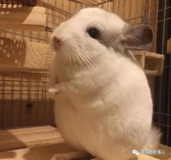 靠屁股出道 凭背影走红的小龙猫 360度无死角全是萌点哇 想捏