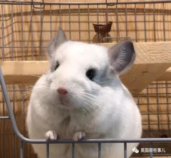 靠屁股出道 凭背影走红的小龙猫 360度无死角全是萌点哇 想捏