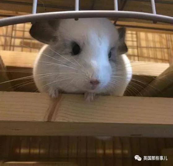 靠屁股出道 凭背影走红的小龙猫 360度无死角全是萌点哇 想捏