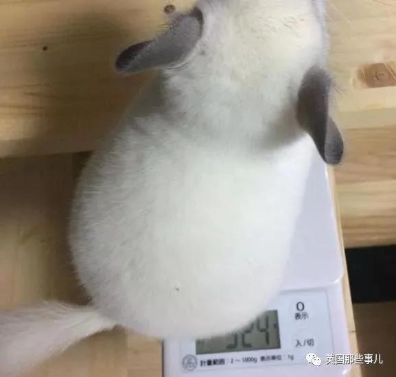 靠屁股出道 凭背影走红的小龙猫 360度无死角全是萌点哇 想捏