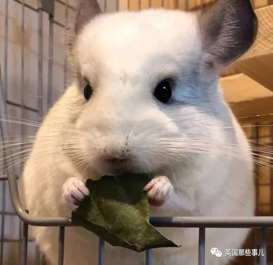 靠屁股出道 凭背影走红的小龙猫 360度无死角全是萌点哇 想捏