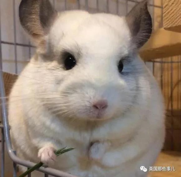 靠屁股出道 凭背影走红的小龙猫 360度无死角全是萌点哇 想捏