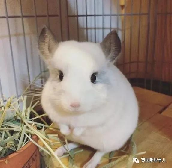 靠屁股出道 凭背影走红的小龙猫 360度无死角全是萌点哇 想捏