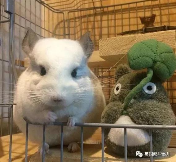 靠屁股出道 凭背影走红的小龙猫 360度无死角全是萌点哇 想捏
