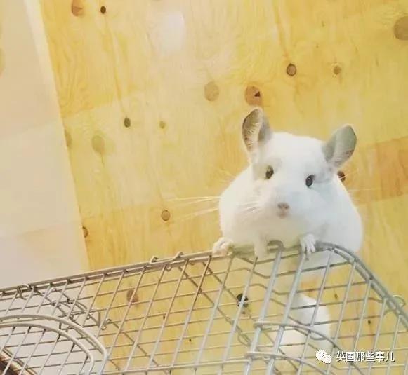 靠屁股出道 凭背影走红的小龙猫 360度无死角全是萌点哇 想捏