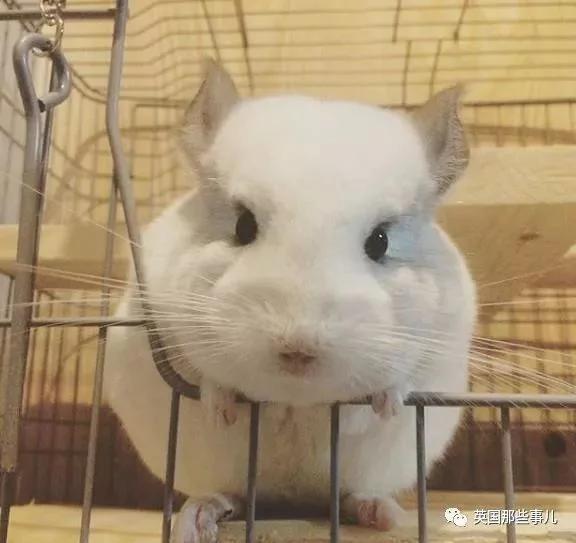 靠屁股出道 凭背影走红的小龙猫 360度无死角全是萌点哇 想捏