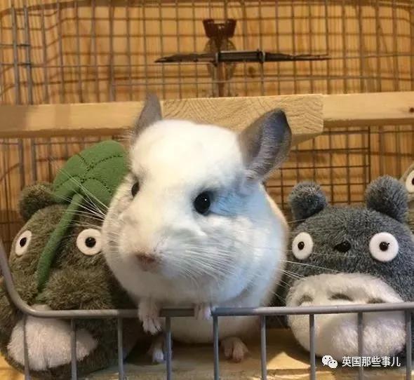 靠屁股出道 凭背影走红的小龙猫 360度无死角全是萌点哇 想捏