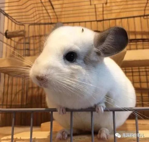 靠屁股出道 凭背影走红的小龙猫 360度无死角全是萌点哇 想捏