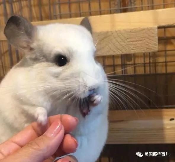 靠屁股出道 凭背影走红的小龙猫 360度无死角全是萌点哇 想捏
