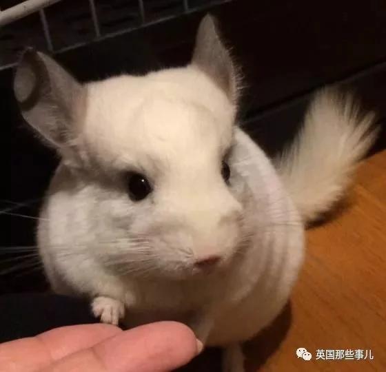 靠屁股出道 凭背影走红的小龙猫 360度无死角全是萌点哇 想捏